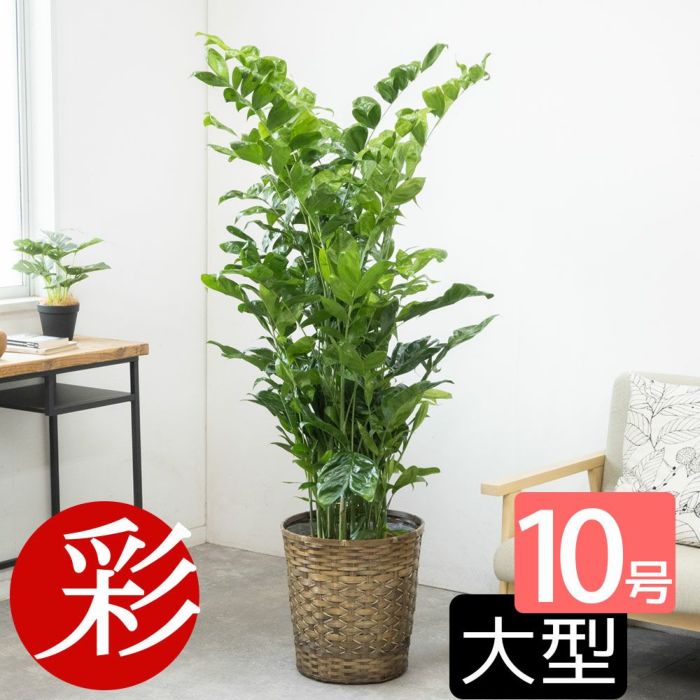 高性 チャメドレア 10号鉢 選べる鉢カバー付き 観葉植物 本物