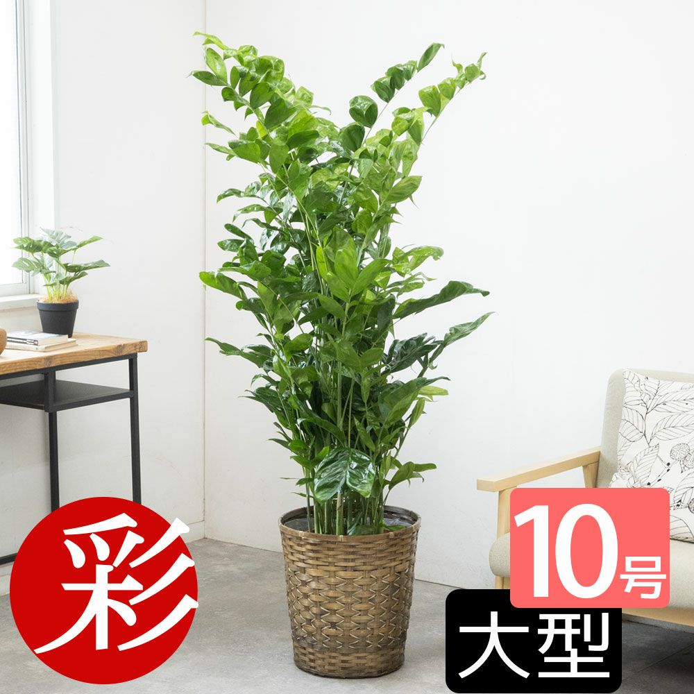 高性 チャメドレア 10号鉢 選べる鉢カバー付き 観葉植物 本物
