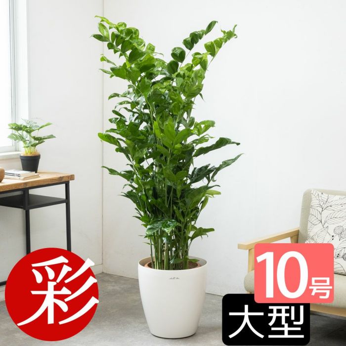 高性 チャメドレア 10号鉢 選べる鉢カバー付き 観葉植物 本物
