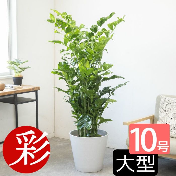 高性 チャメドレア 10号鉢 選べる鉢カバー付き 観葉植物 本物