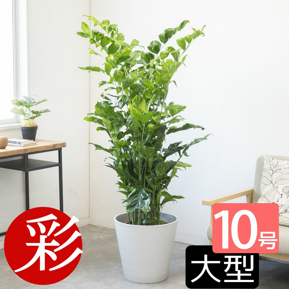 高性 チャメドレア 10号鉢 選べる鉢カバー付き 観葉植物 本物