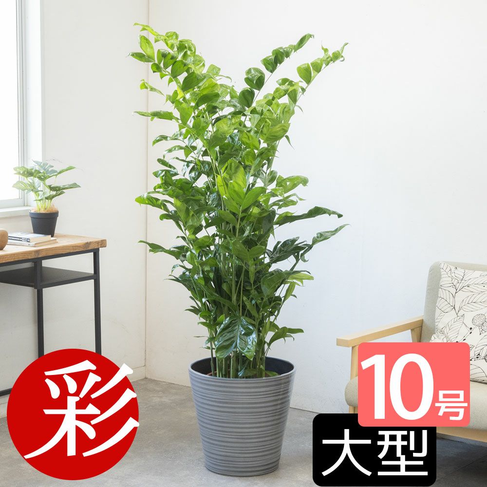 高性 チャメドレア 10号鉢 選べる鉢カバー付き 観葉植物 本物