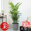 高性 チャメドレア 10号鉢 選べる鉢カバー付き 観葉植物 本物