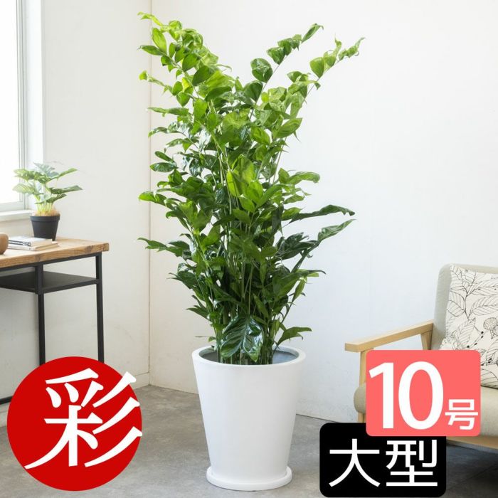 高性 チャメドレア 10号鉢 選べる鉢カバー付き 観葉植物 本物