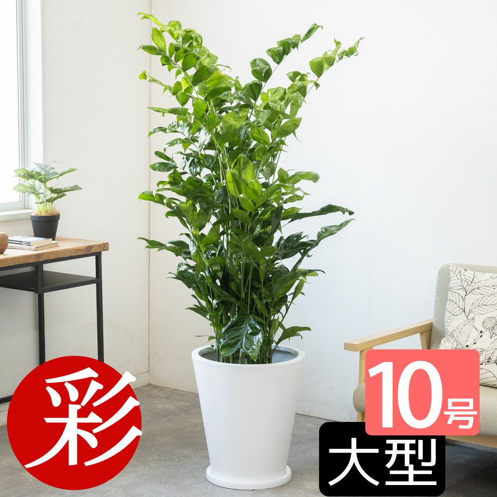 高性 チャメドレア 10号鉢 選べる鉢カバー付き 観葉植物 本物