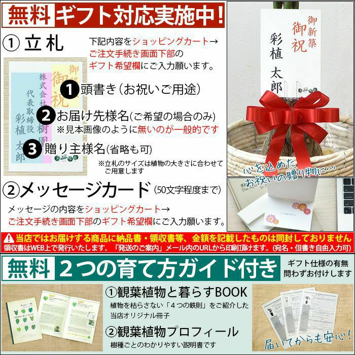高性 チャメドレア 10号鉢 選べる鉢カバー付き 観葉植物 本物