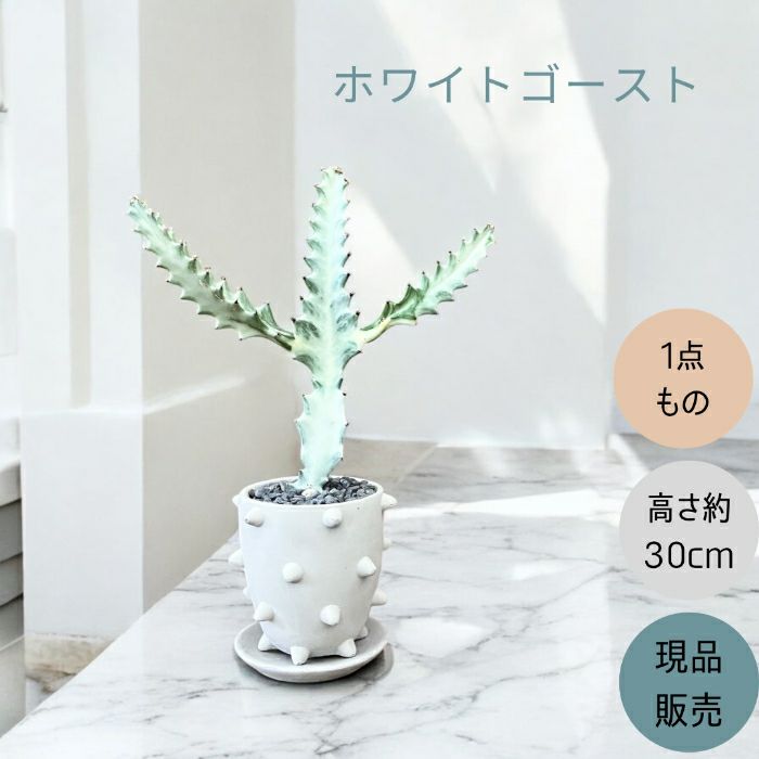 観葉植物現品販売