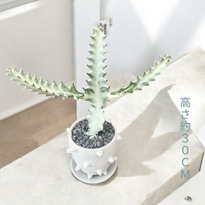 観葉植物現品販売