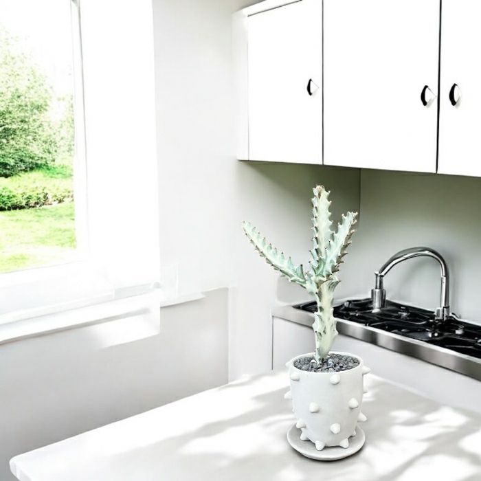 観葉植物現品販売