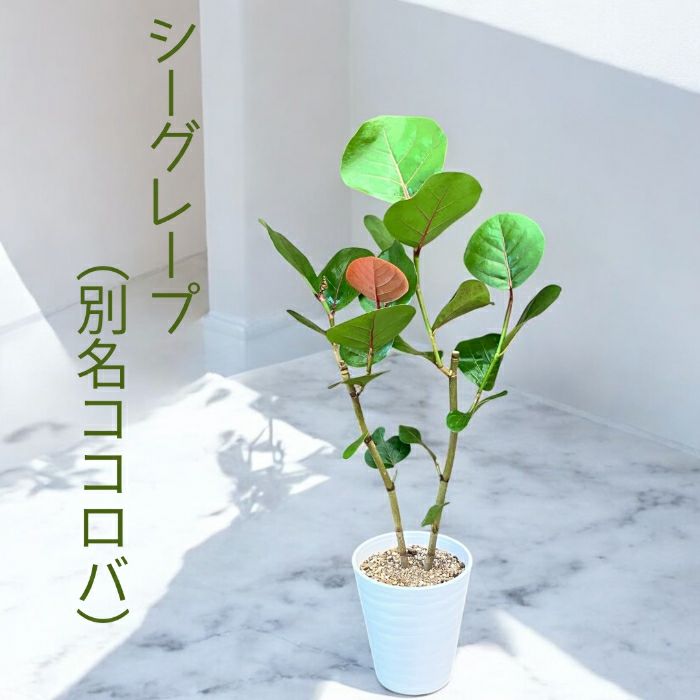 観葉植物現品販売