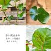 観葉植物現品販売