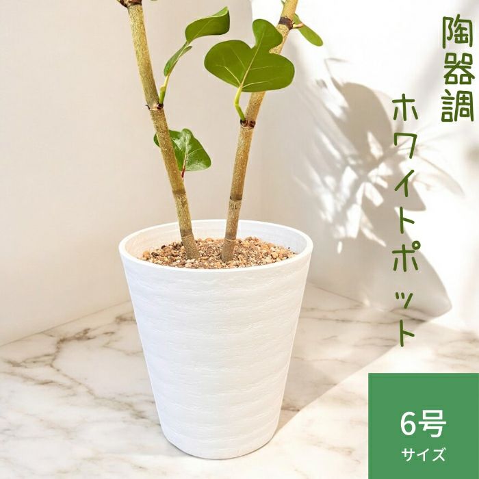 観葉植物現品販売