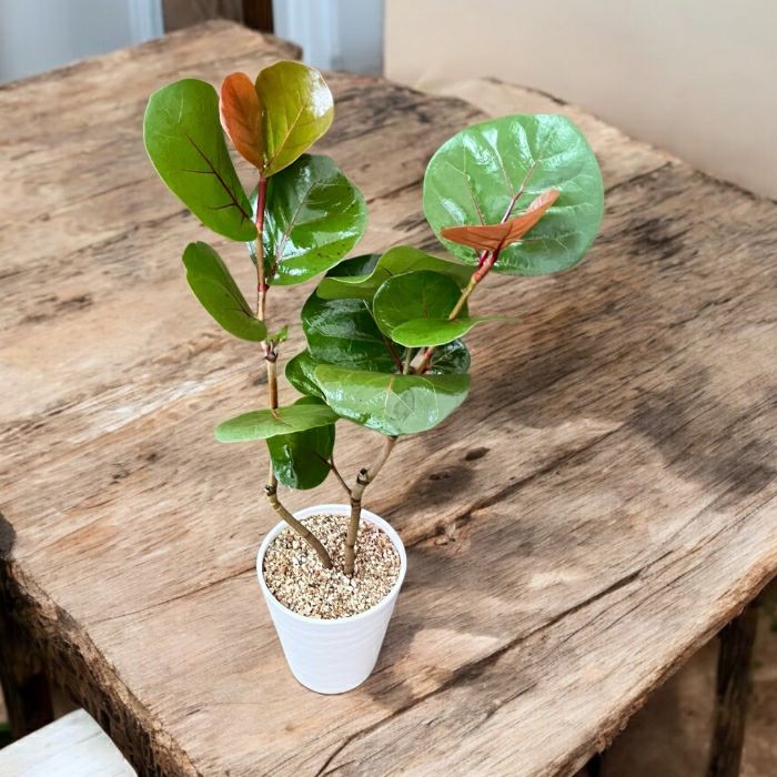 観葉植物現品販売