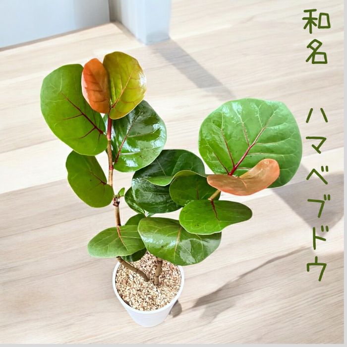 観葉植物現品販売