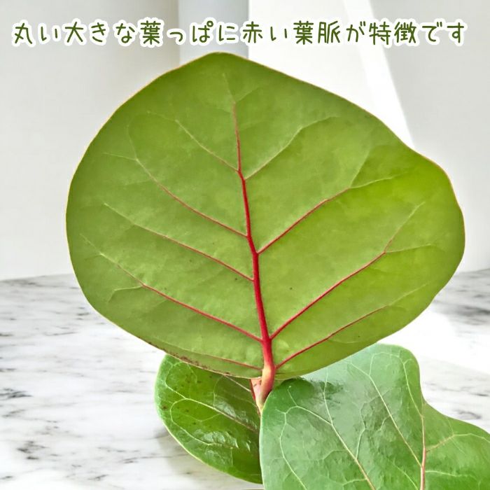 観葉植物現品販売