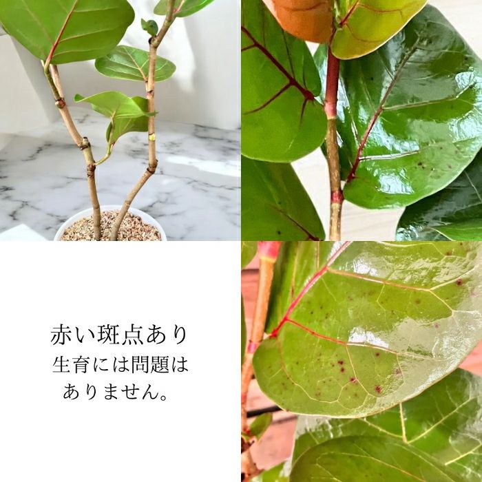 観葉植物現品販売