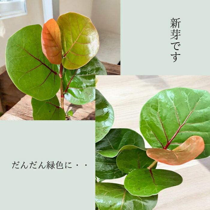 観葉植物現品販売