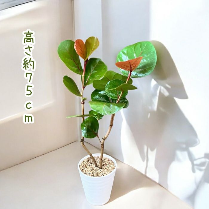 観葉植物現品販売