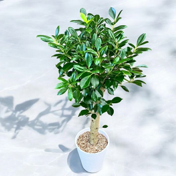 観葉植物現品販売