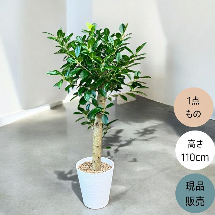 観葉植物現品販売