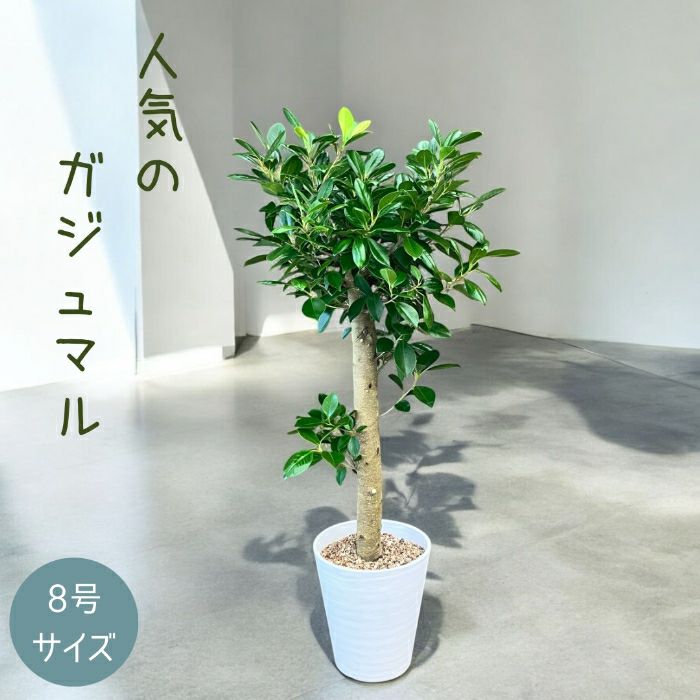 観葉植物現品販売