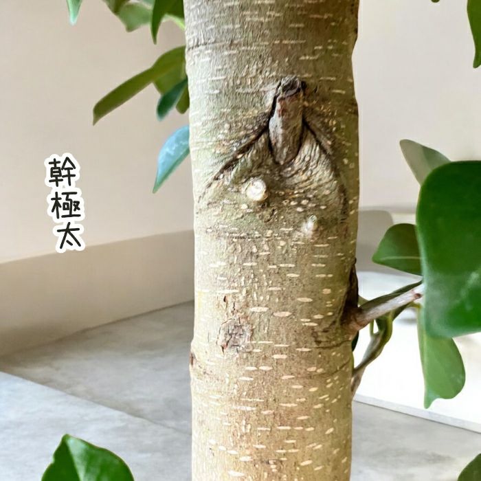 観葉植物現品販売