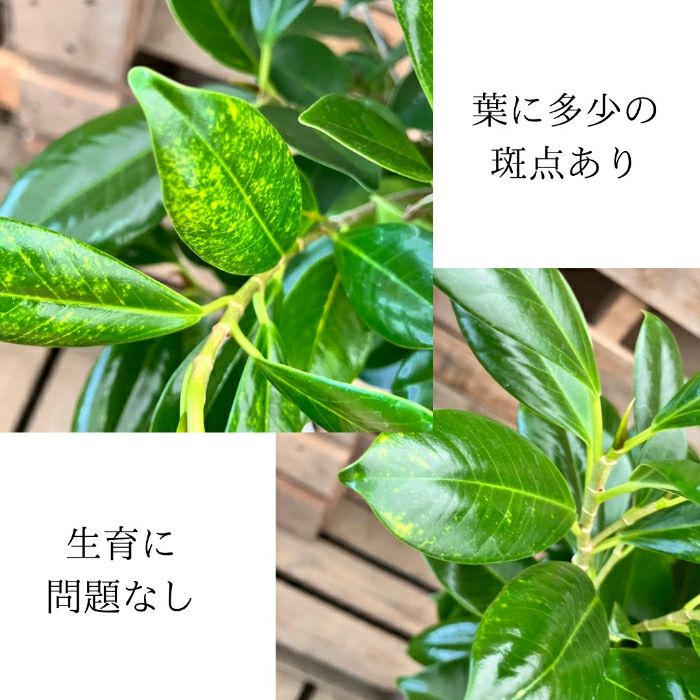 観葉植物現品販売