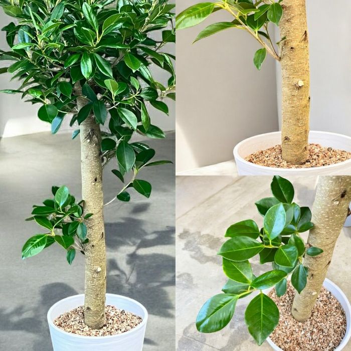 観葉植物現品販売