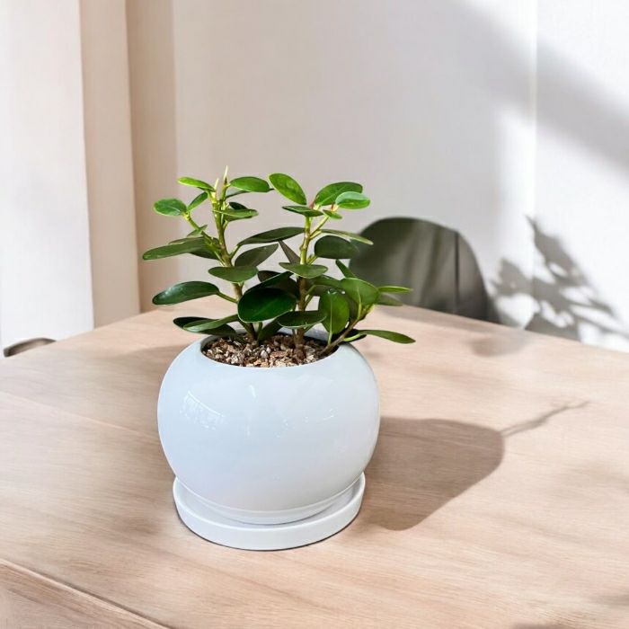 観葉植物現品販売