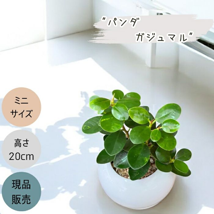 観葉植物現品販売