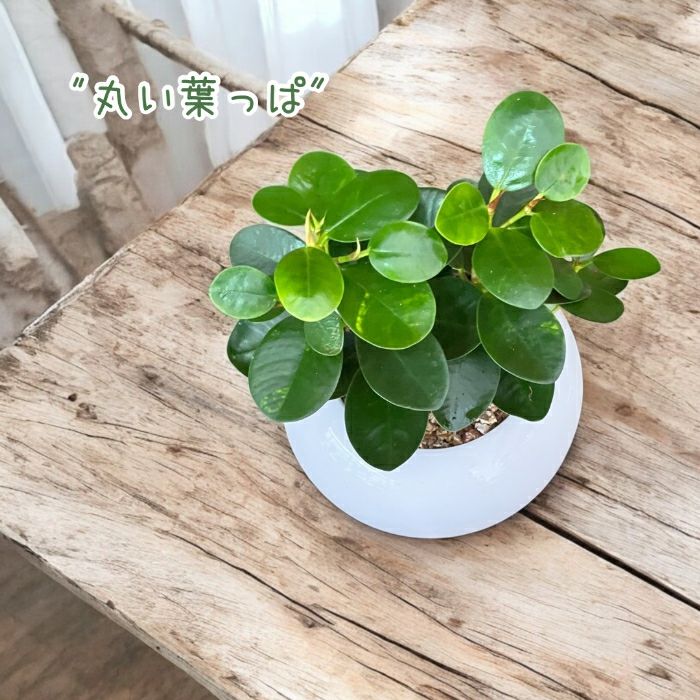 観葉植物現品販売