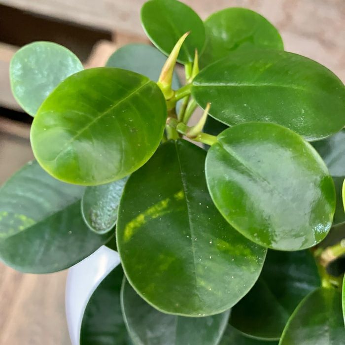 観葉植物現品販売