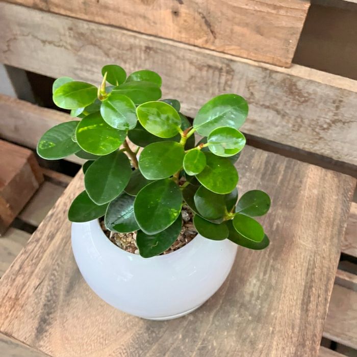 観葉植物現品販売