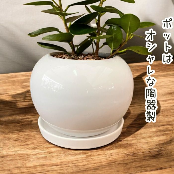 観葉植物現品販売