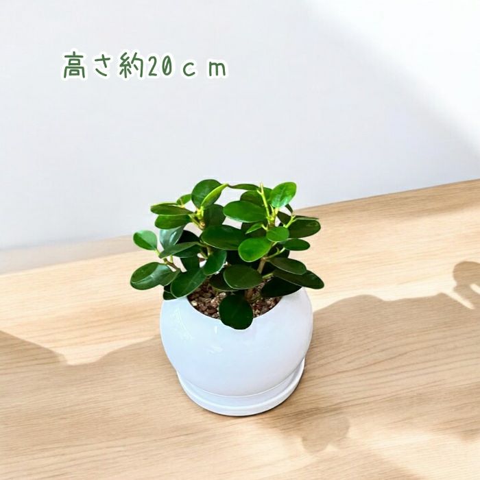観葉植物現品販売