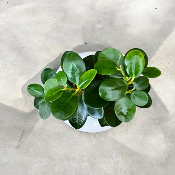 観葉植物現品販売