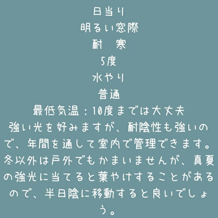 観葉植物現品販売