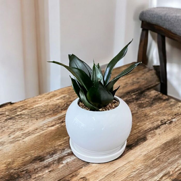 観葉植物現品販売