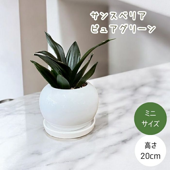 観葉植物現品販売