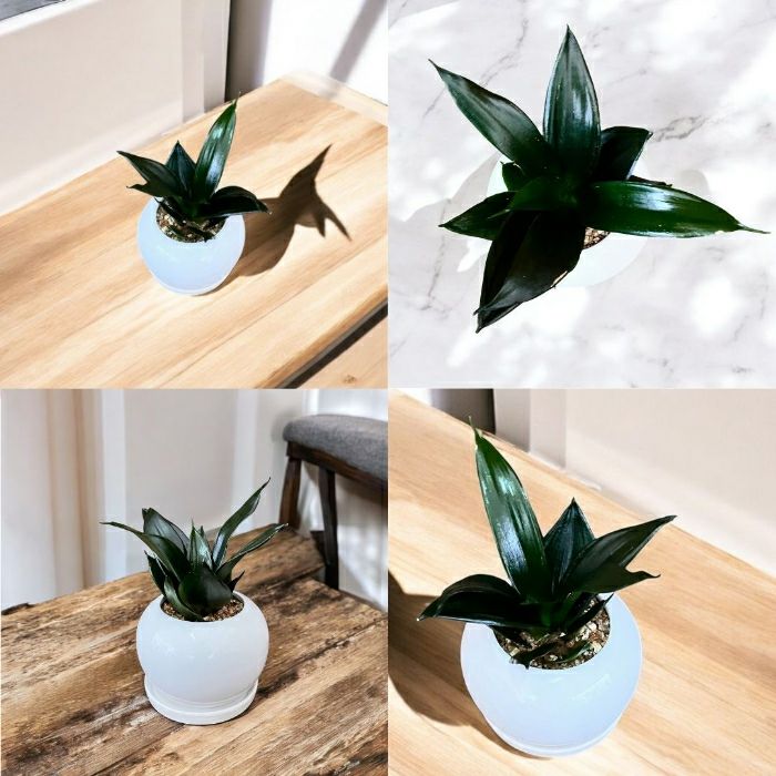 観葉植物現品販売