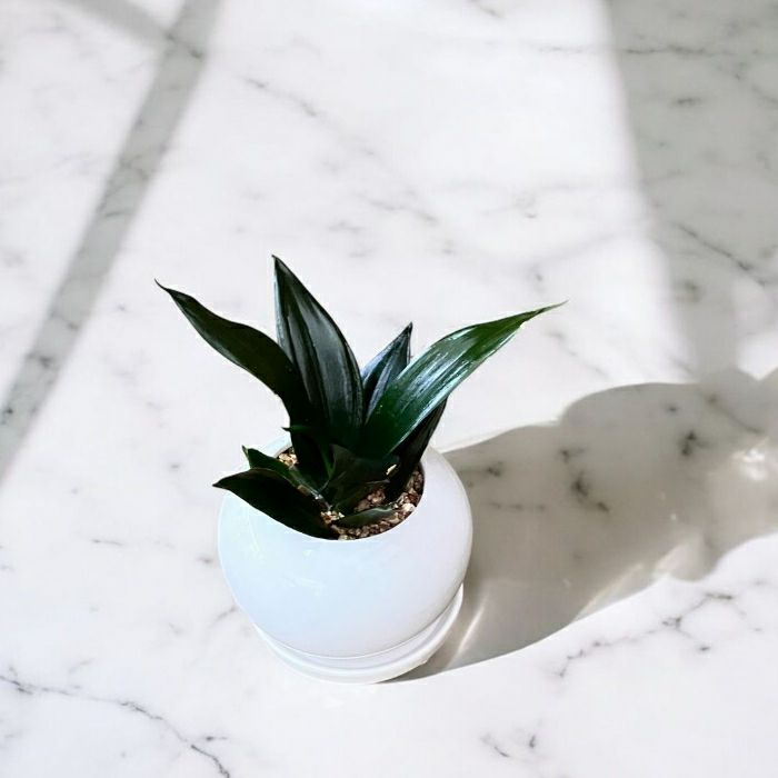 観葉植物現品販売