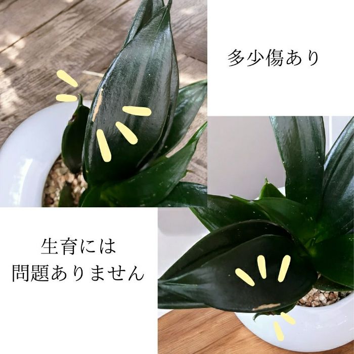観葉植物現品販売
