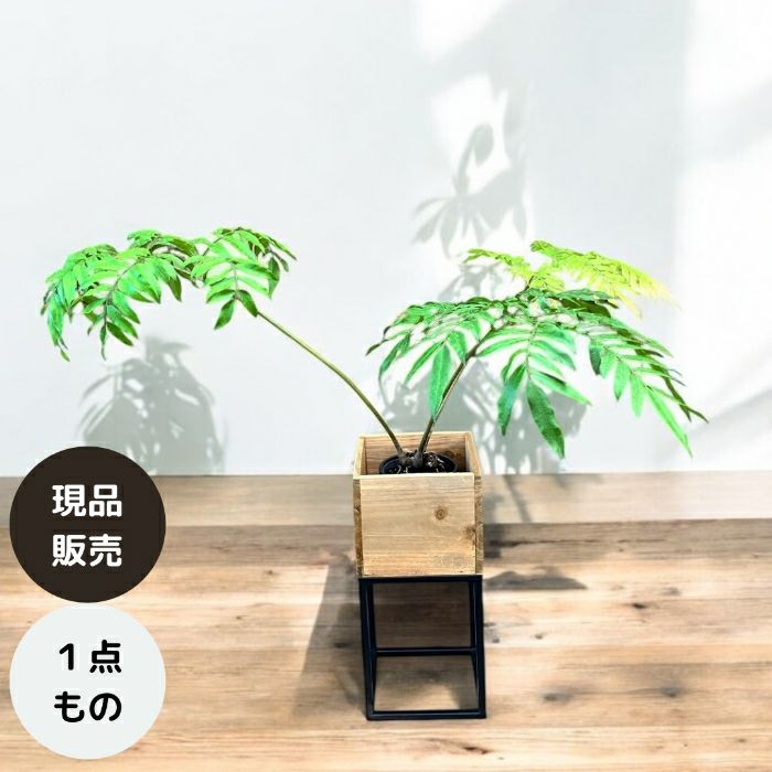 観葉植物現品販売