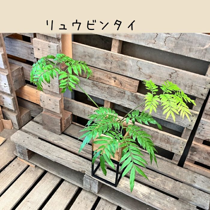 観葉植物現品販売