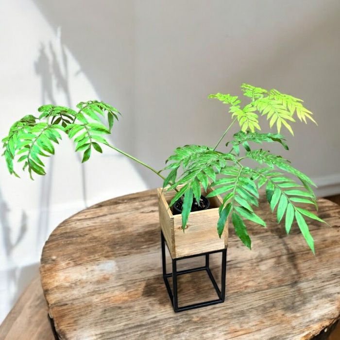 観葉植物現品販売