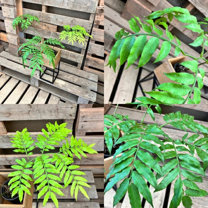観葉植物現品販売