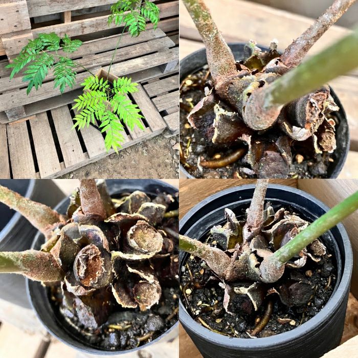 観葉植物現品販売