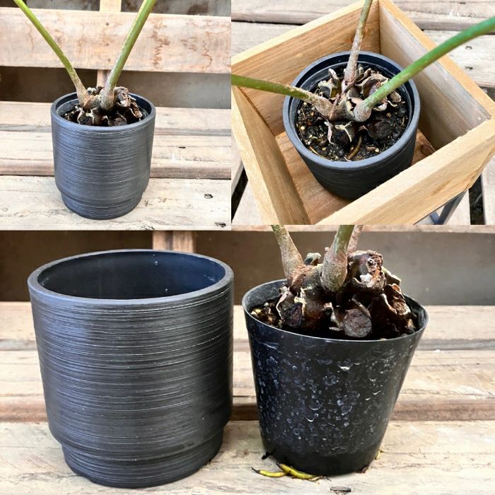 観葉植物現品販売