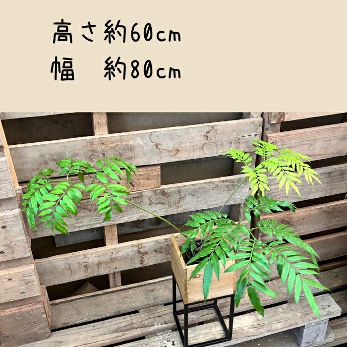 観葉植物現品販売