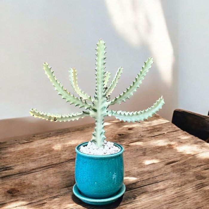 観葉植物現品販売